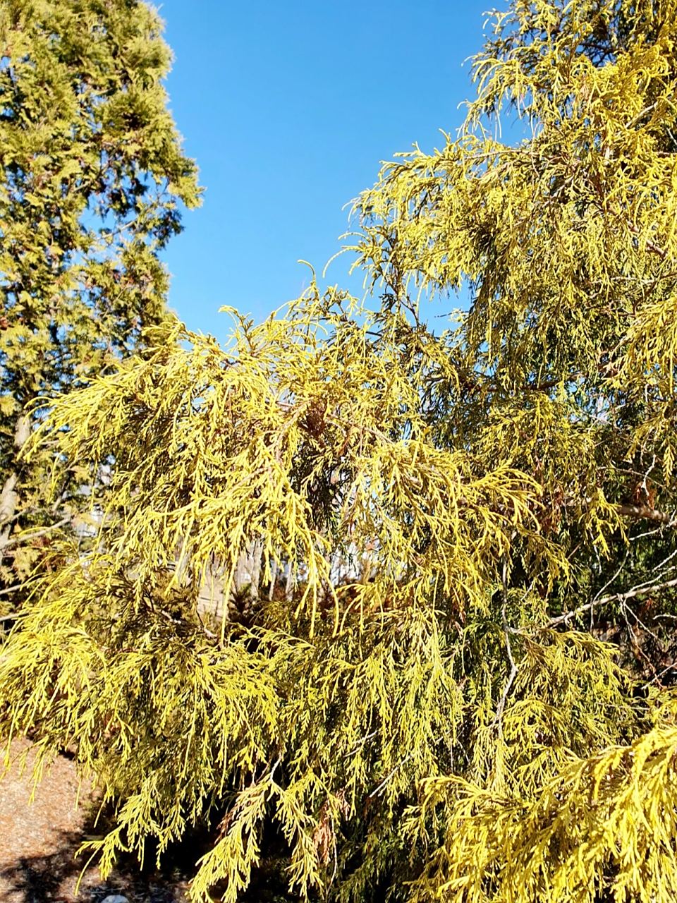 线柏 细长枝条垂下来,淡黄绿色好清新  神奇植物在哪里1