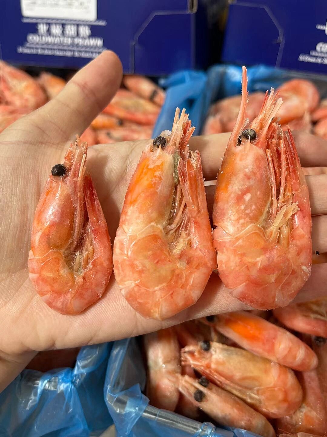 发现了一家巨好吃的北极甜虾98