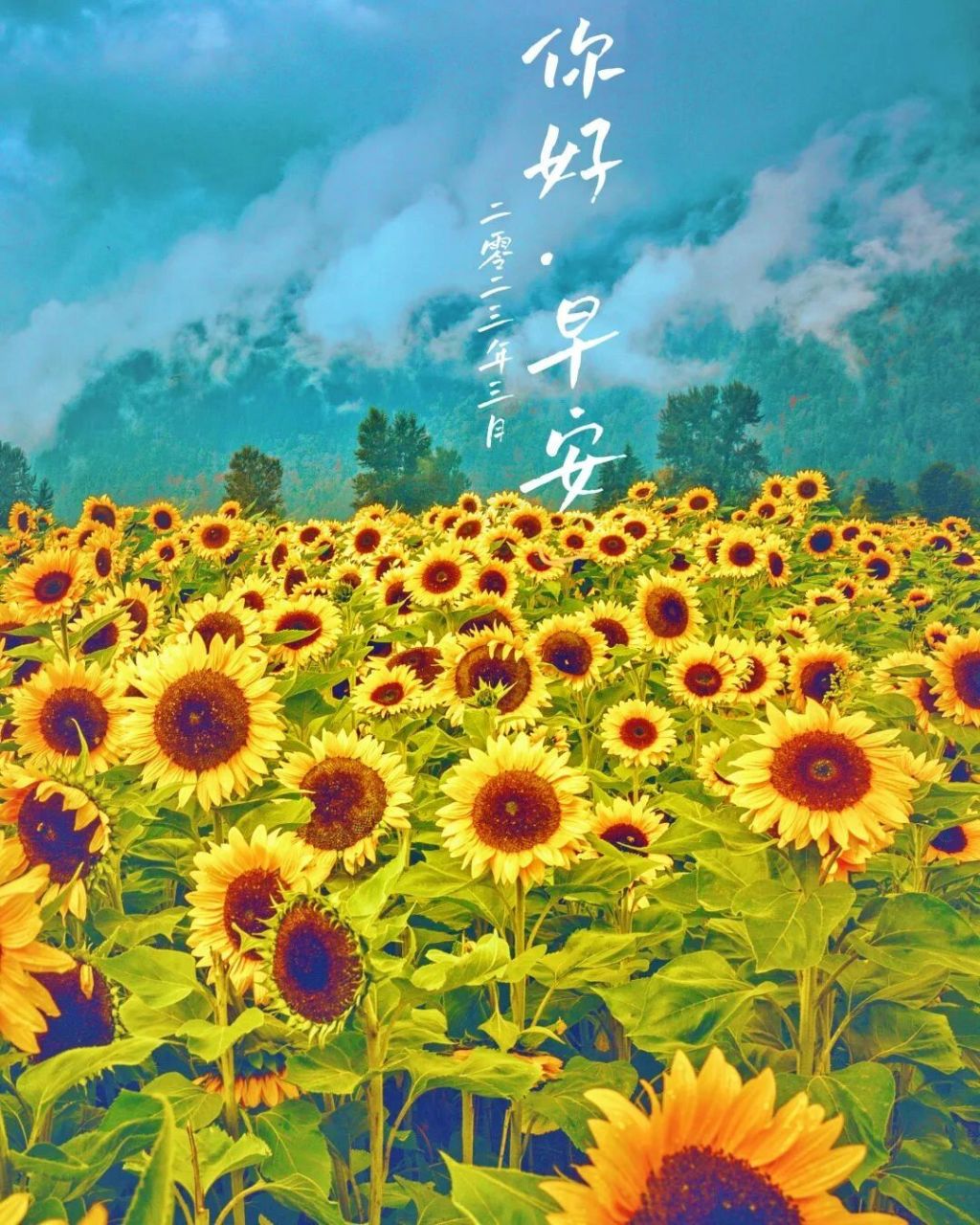 早安美图,学习向日葵97 要学习向日葵 哪里有阳光就朝向哪里 多接触