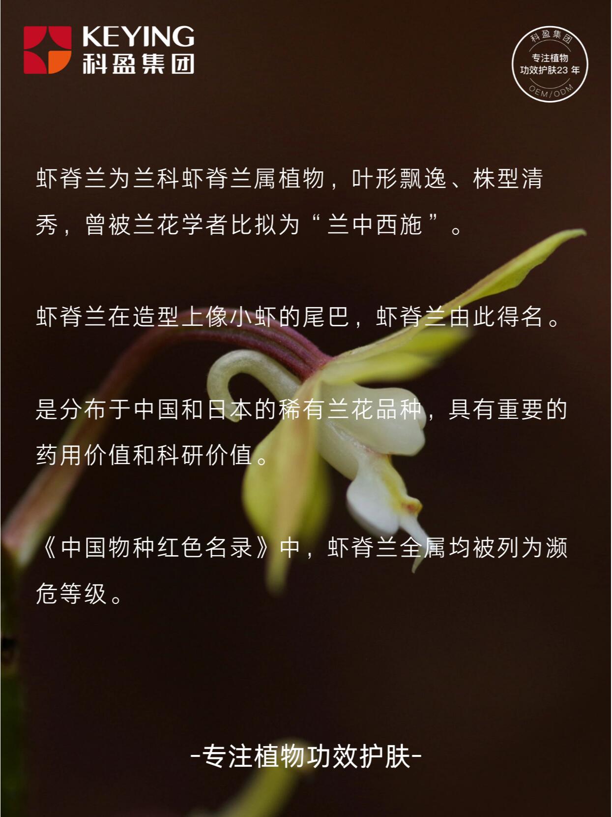 兰花西施介绍图片