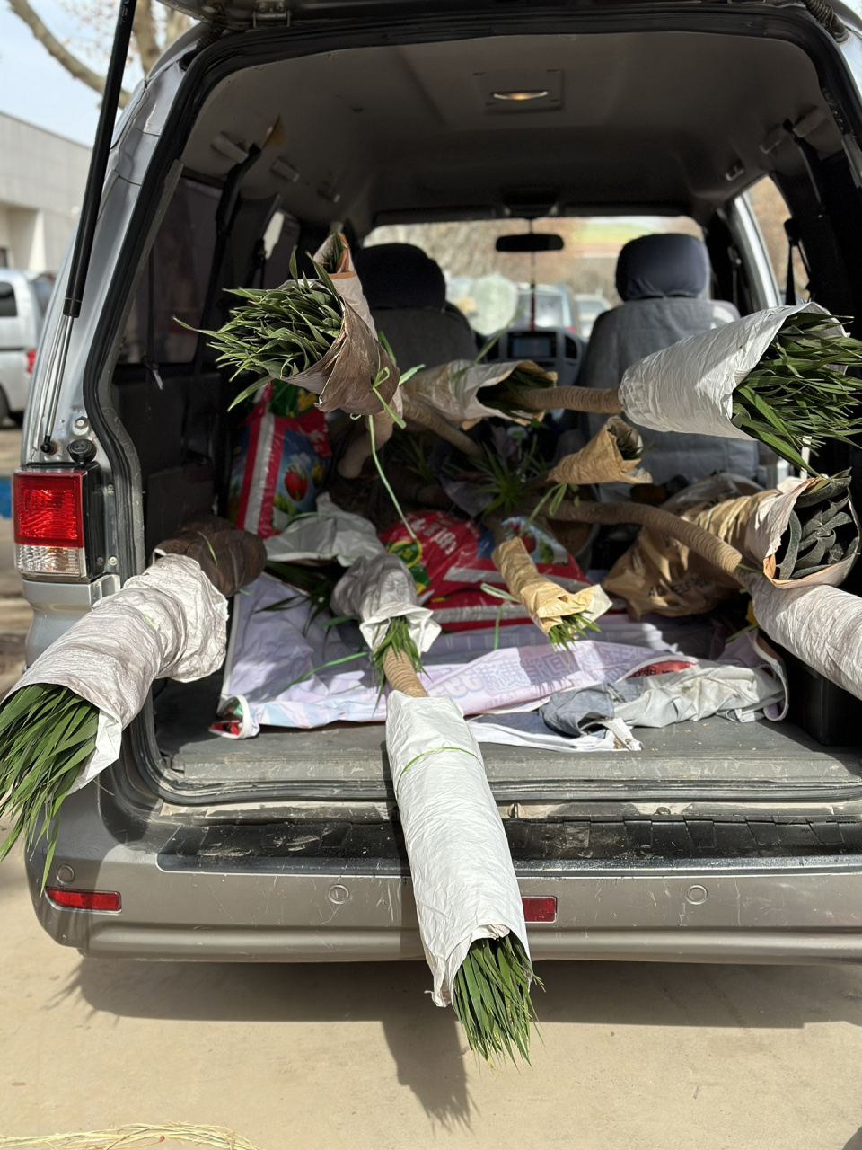 超大龙血树——家养室内绿植又一天花板上线 特别大,有多大呢?