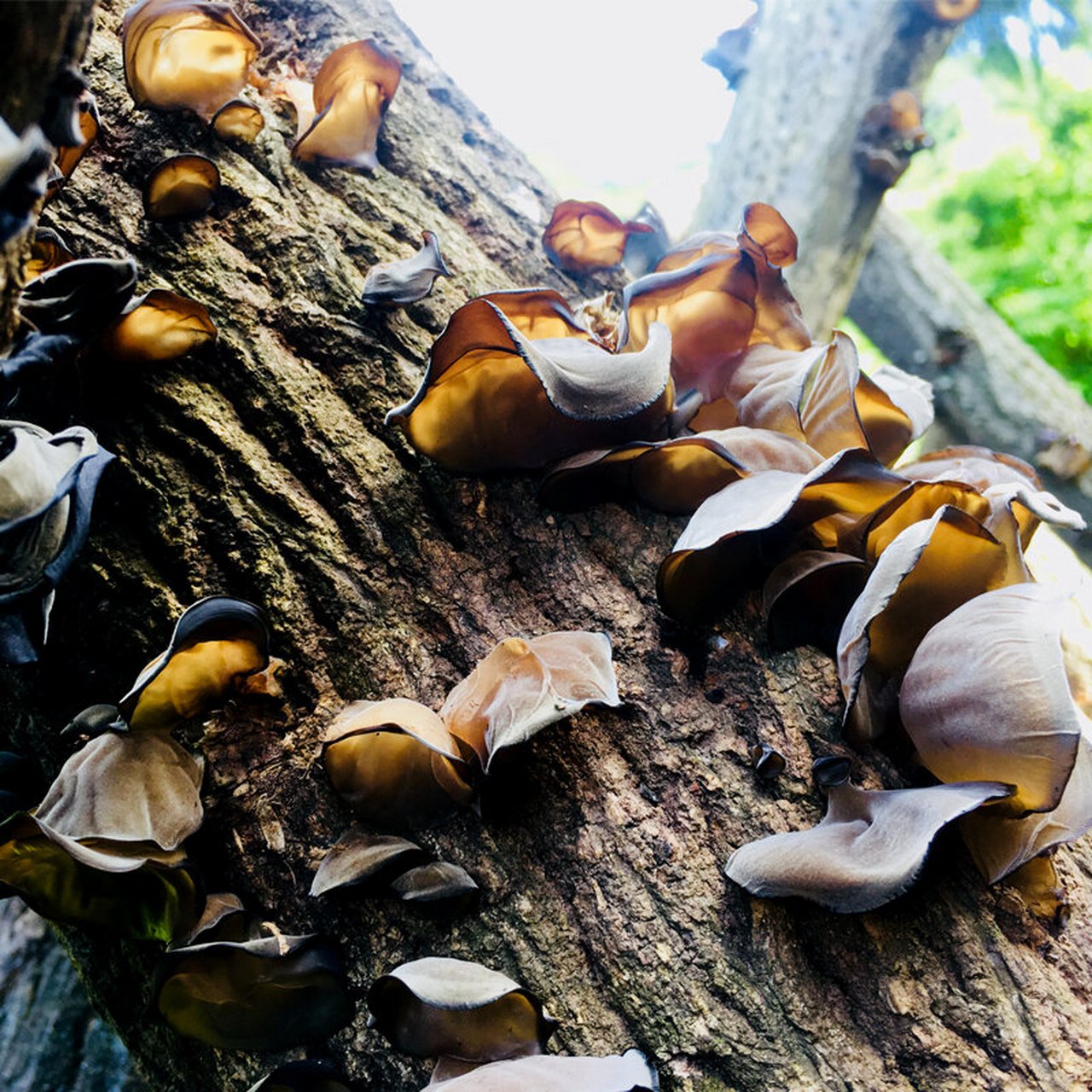 四川省特产 - 青川黑木耳 青川县气候温和湿润,适宜多种食用菌生长,是