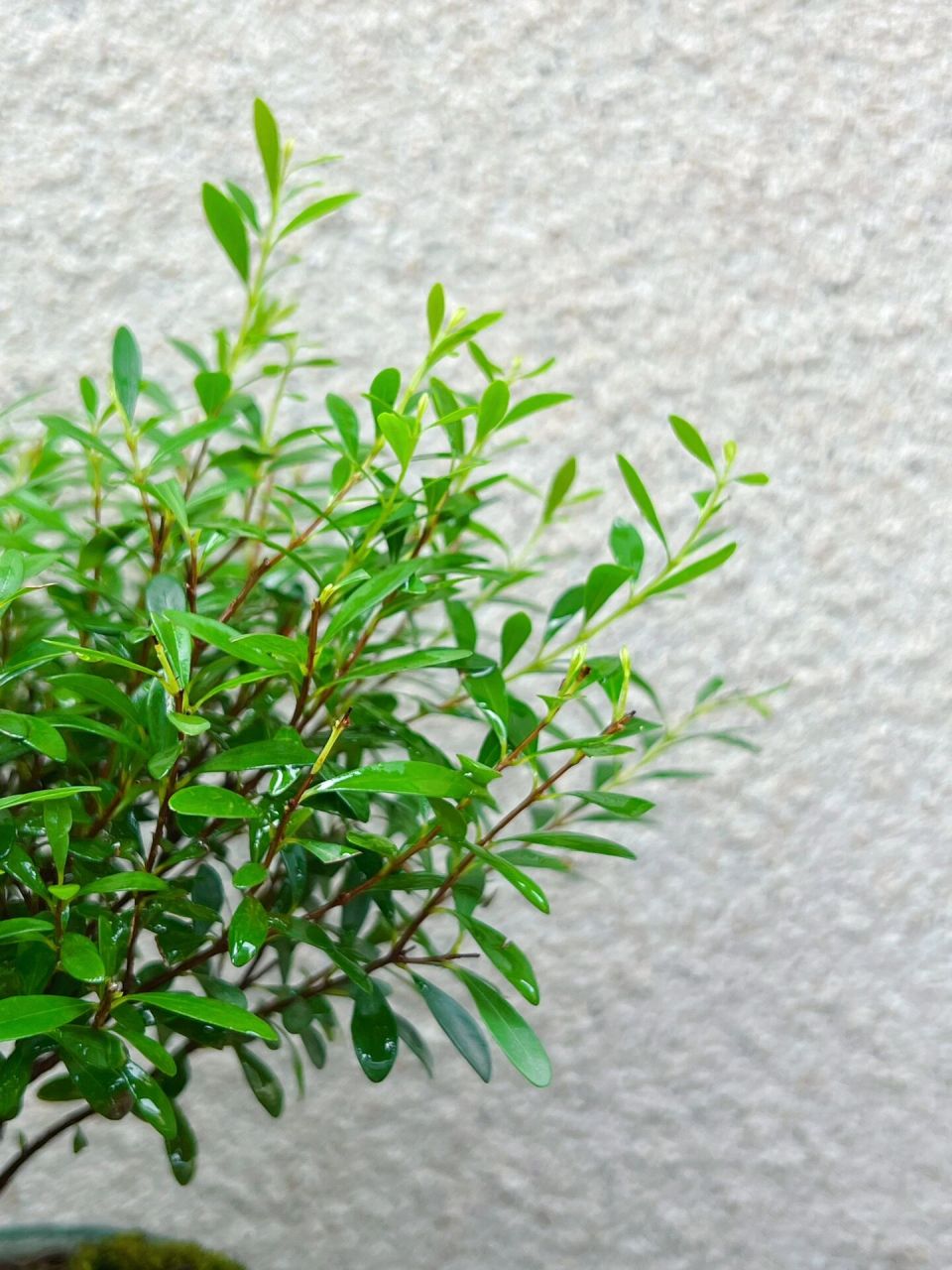 90小叶赤楠寓意着生活幸福美满,能给人一种万事顺意的感觉.