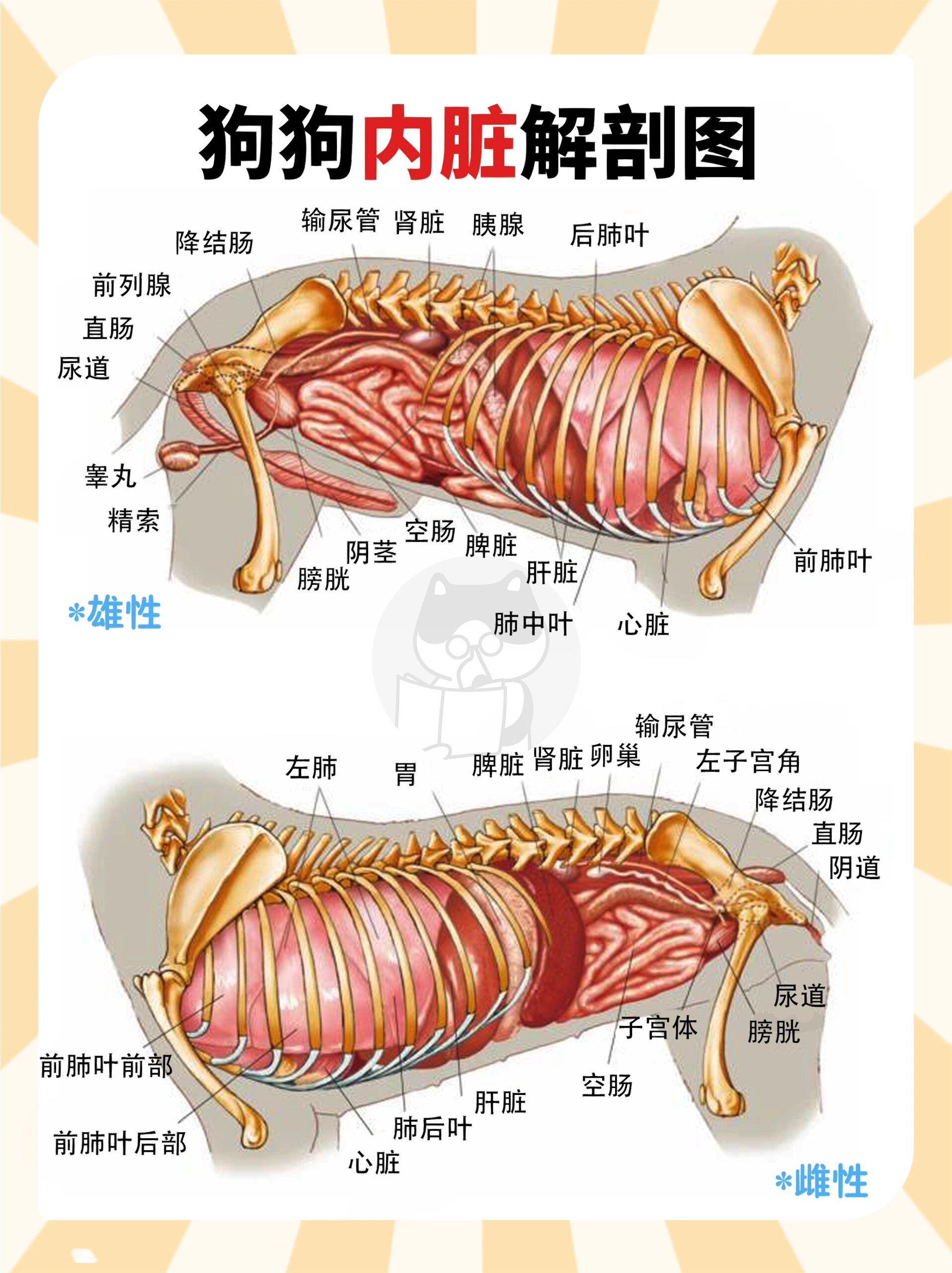 狗狗各项生理结构图谱大全02