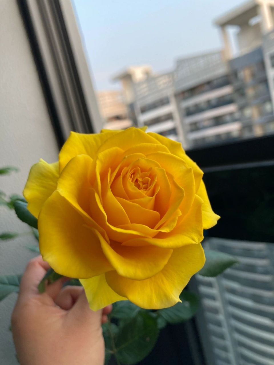 苏格兰黄油月季