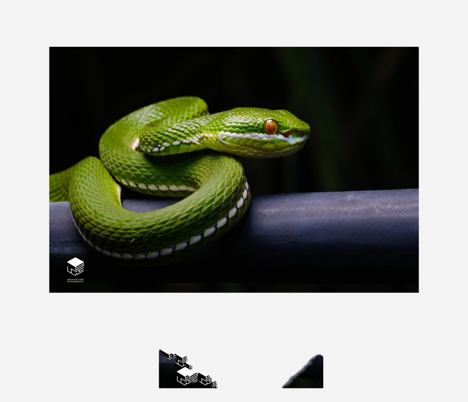 蛇类图鉴|白唇青蛇 广东地区常见蛇,好靓,但不要捉,有毒