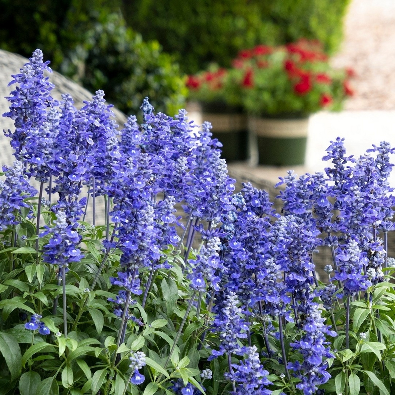 花期超长萨丽芳鼠尾草 萨丽芳鼠尾草是一款搭配小能手,无论是粉色