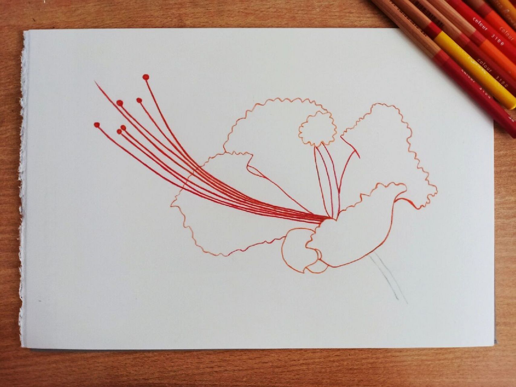 彩铅凤凰花 凤凰花开,陌上花繁未谢;凤凰涅槃,终有浴火重生的一天98