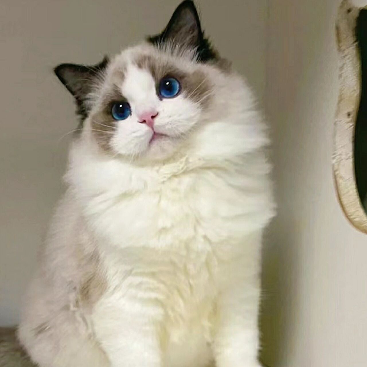 上海100090一只海双布偶(上海) 猫猫三个月左右,自家繁殖的纯纯小