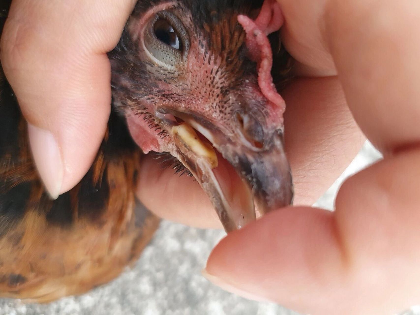 鸡痘终于好了但是支原体没有好,又感冒了 小鸡生病,用药情况 养小鸡买