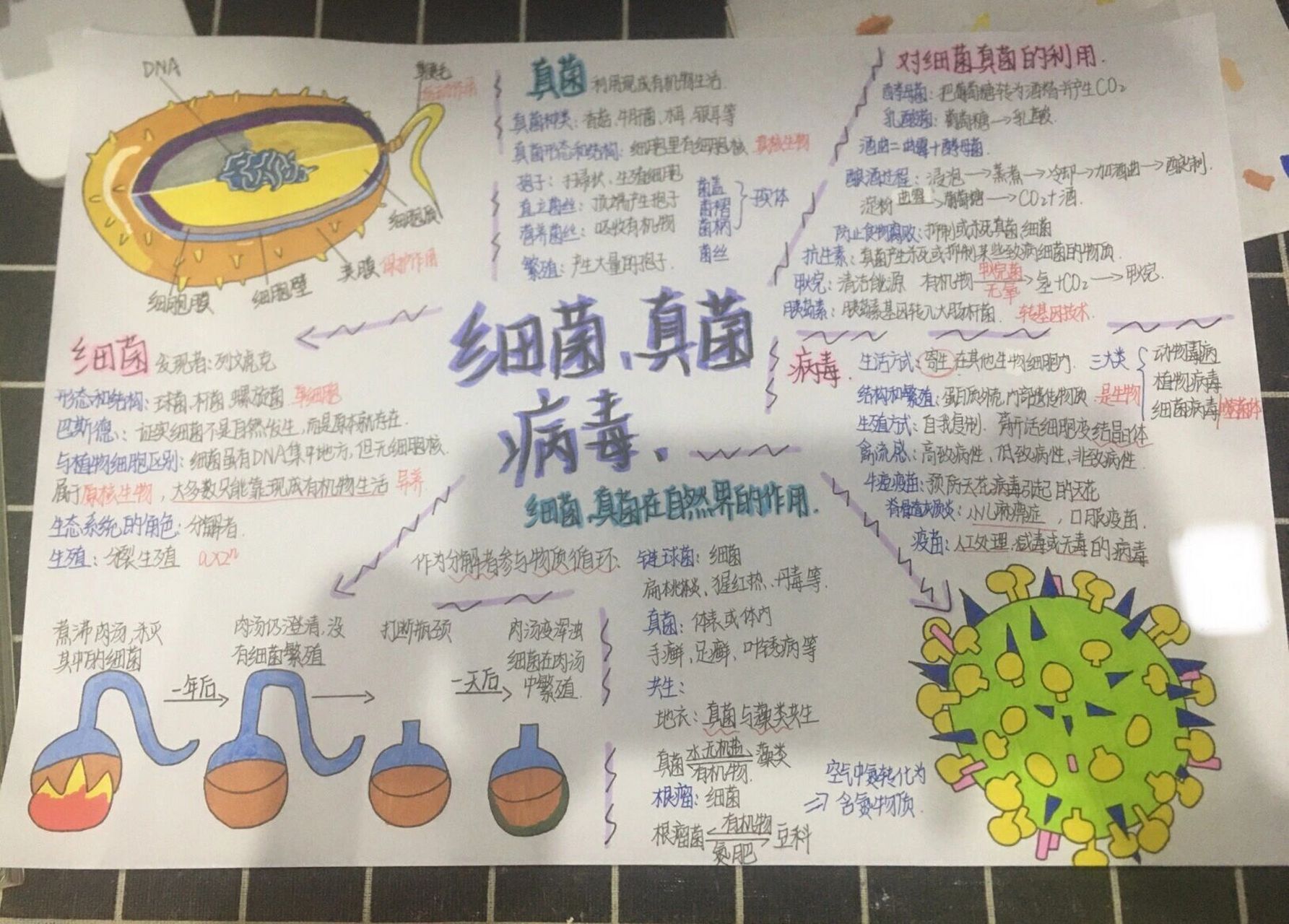 八上生物细菌真菌病毒思维导图 八年级上册细菌至病毒思维导图,可参考