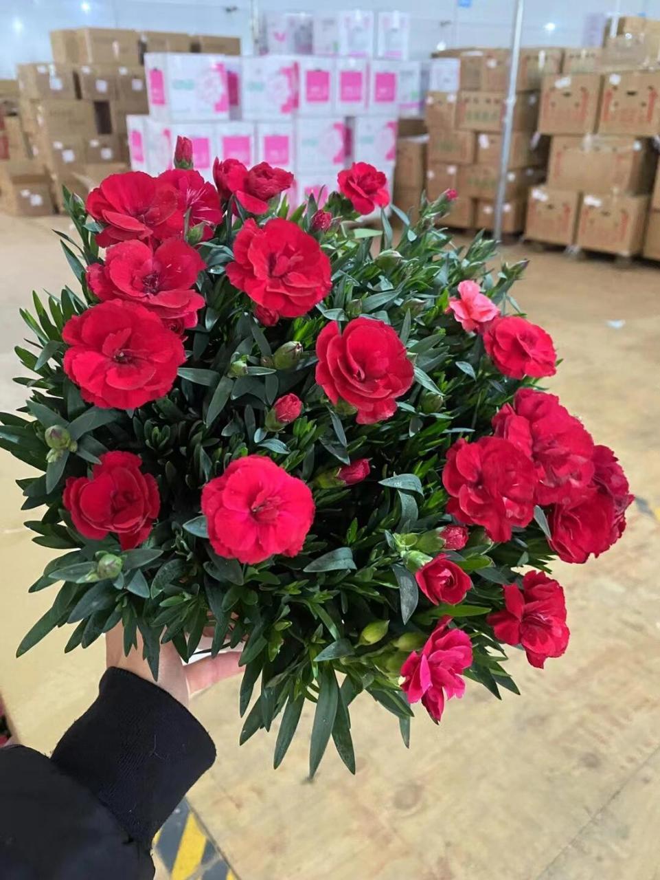 奥斯卡康乃馨 奥斯卡 长沙红星天涯