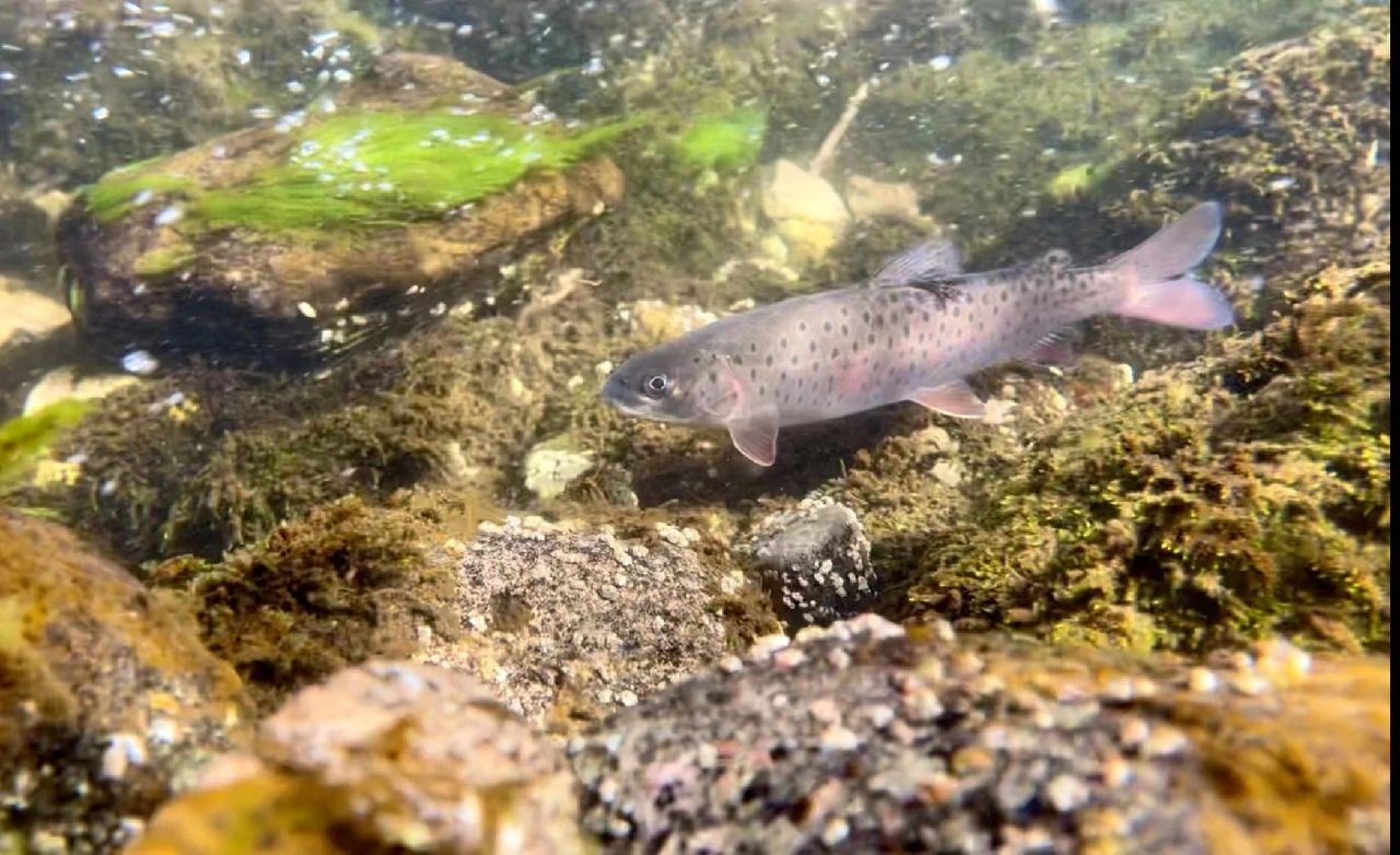【鱼类图鉴】山溪中的精灵:秦岭细鳞鲑