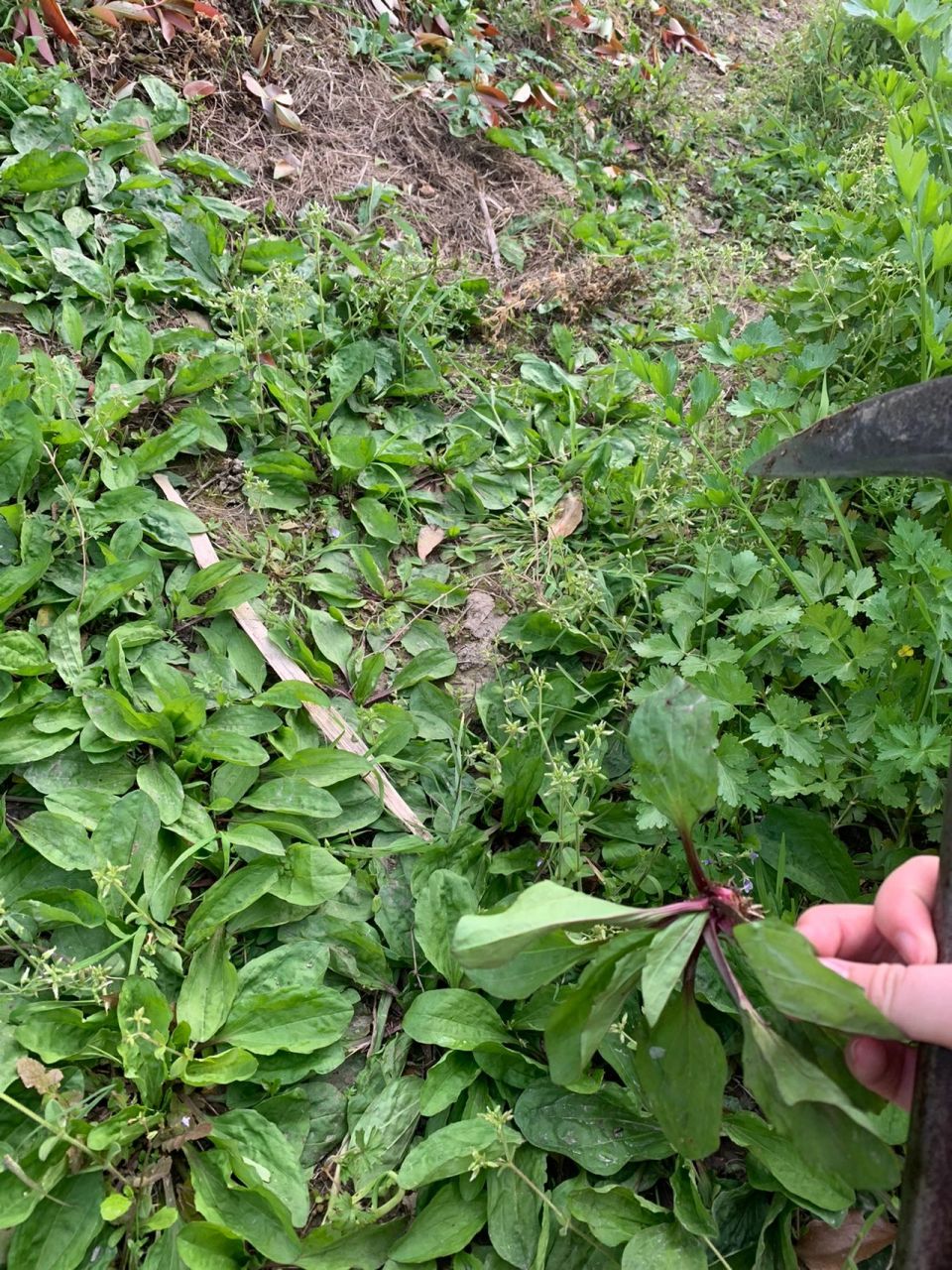 挑点野生观世音草吃吃 清明在家看到菜园有挺多野生观音草,挑一点回去