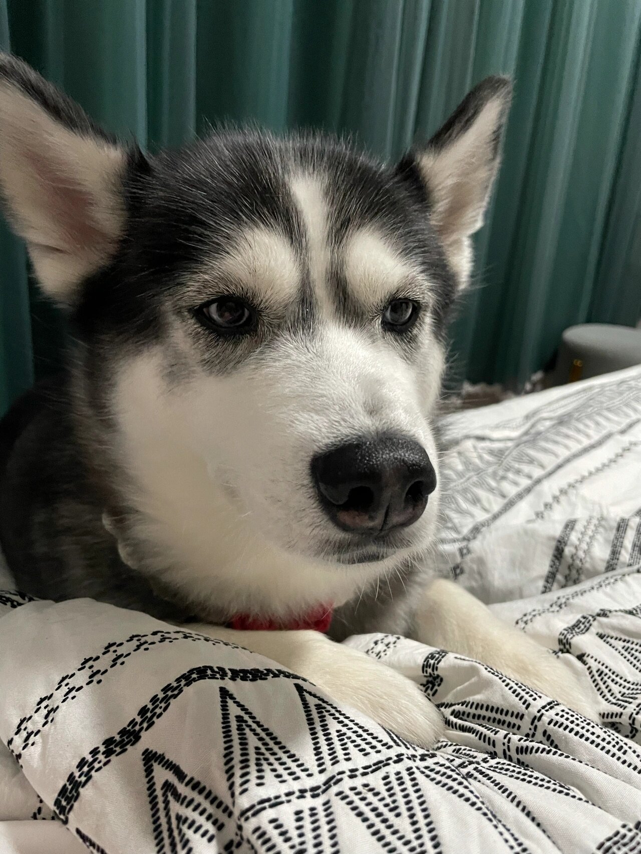 哈士奇怕冷吗? 天冷了像上床系列,每天晚上睡前必备!