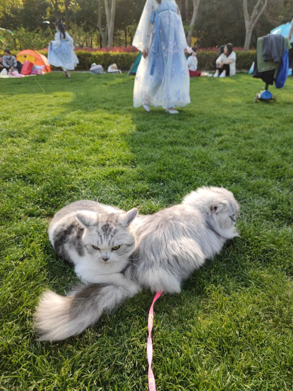 公猫是美短加白 母猫是银渐层串的金吉拉. 大家有过类似的吗