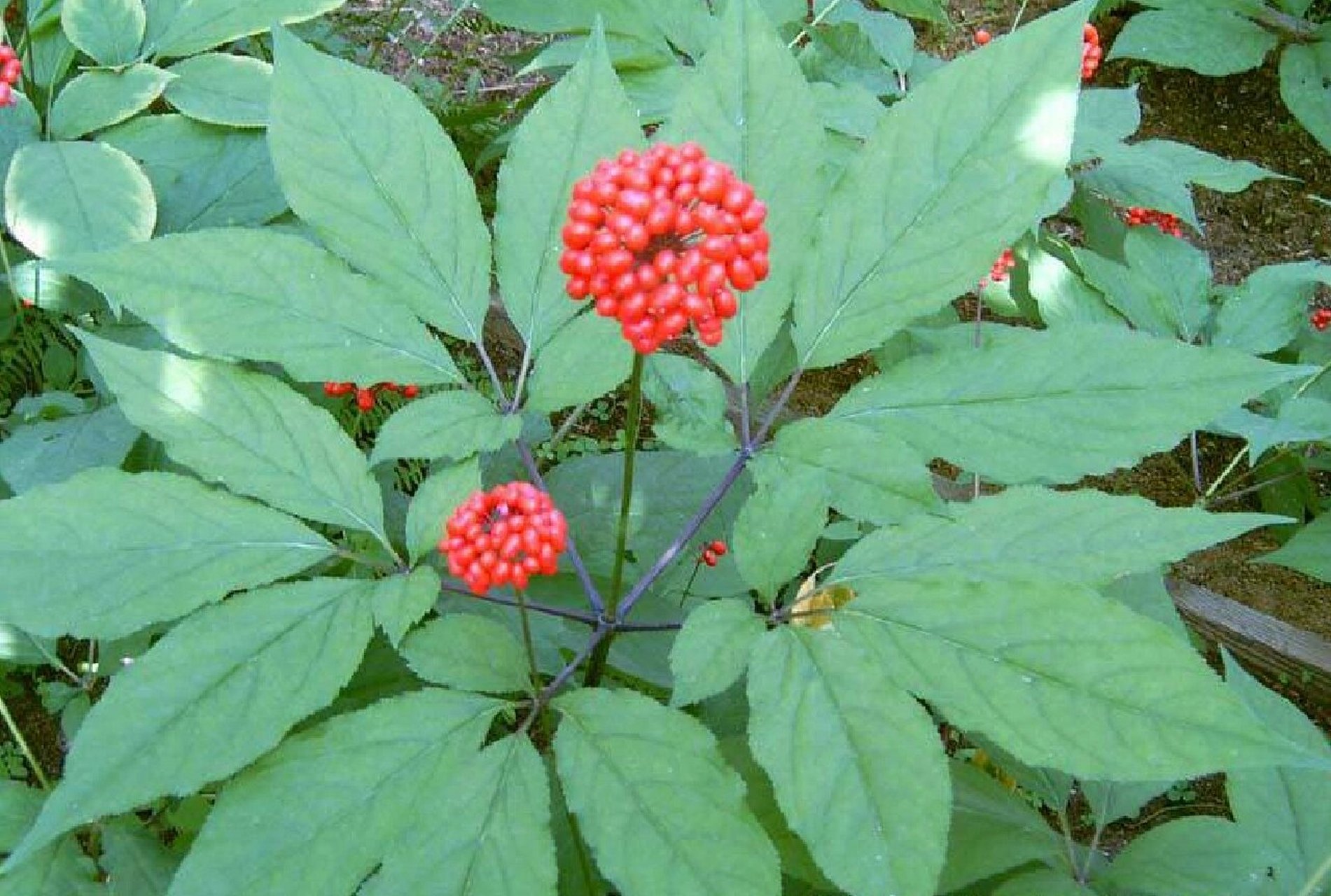 吉林省野菜——人参(一) 以前种植人参需要买土,种植六年后换其他地方