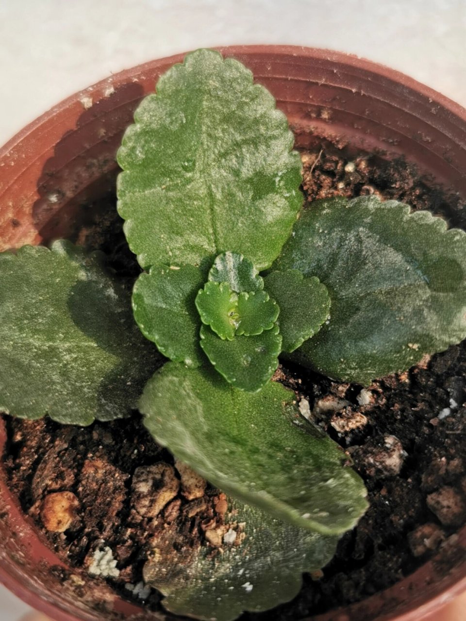 长寿花花芽分化与孕蕾 很多花友都在问长寿花长花苞是什么样子,这都是