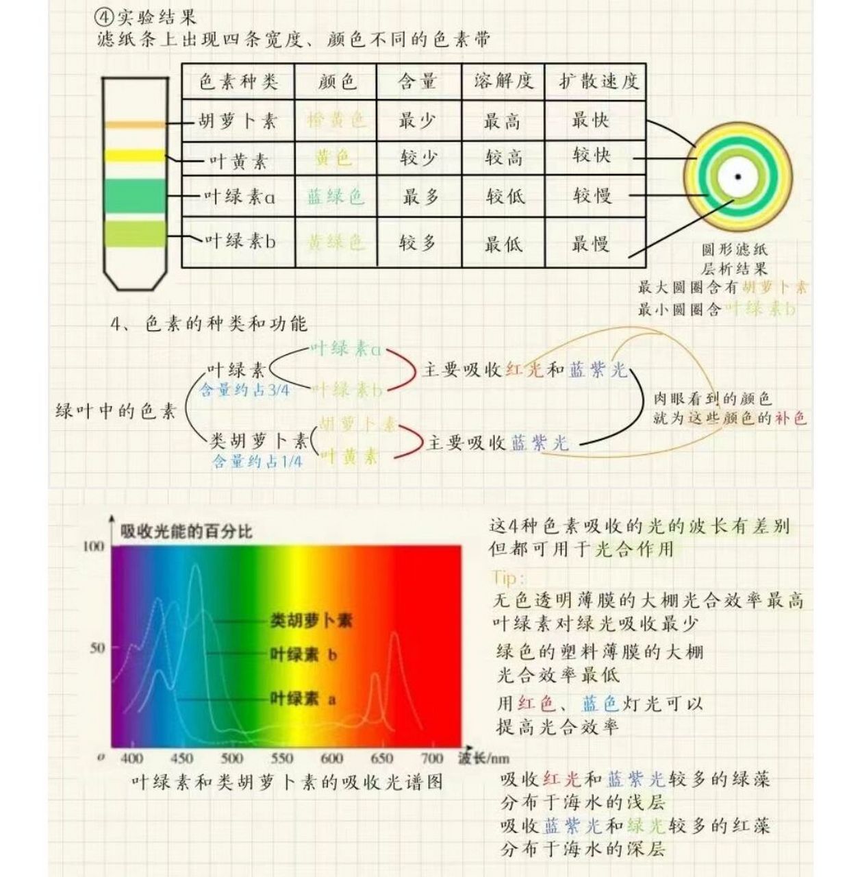 光合作用色素分布图片