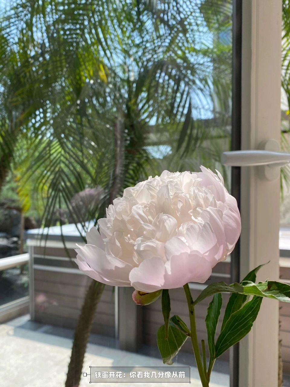 四月的铁蛋芍药总是惊艳到我 当季的四川重瓣芍药可太迷人,自带甜甜的