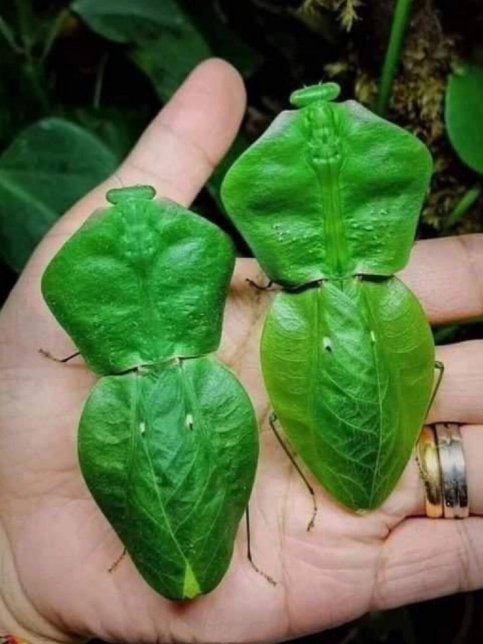 南京自然博物教育|神奇生物图鉴|叶背螳 名称:南美叶背螳螂 外文名