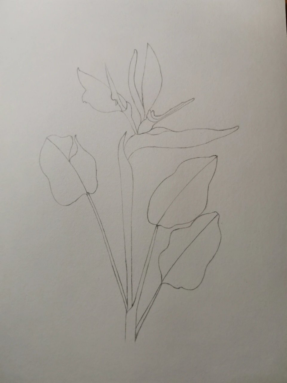 临摹《一笔一世界》 鹤望兰又名天堂鸟,极乐鸟花