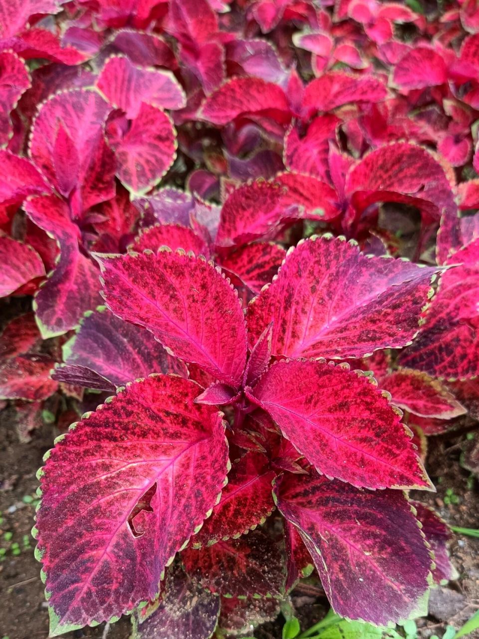 颜值高的五彩苏,你见过吗? 色彩绚烂的五彩苏, 你都见过哪一些?