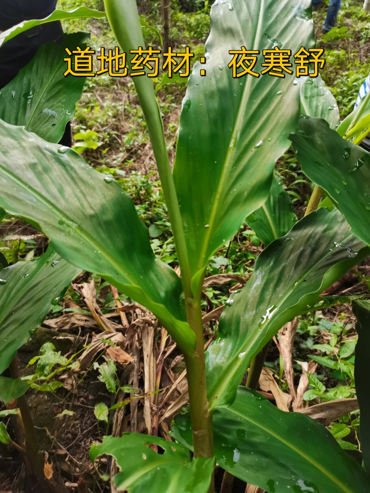 根茎冬季采收,除去泥土及茎叶后晒干;具温中健胃,解表,祛风散寒,温经