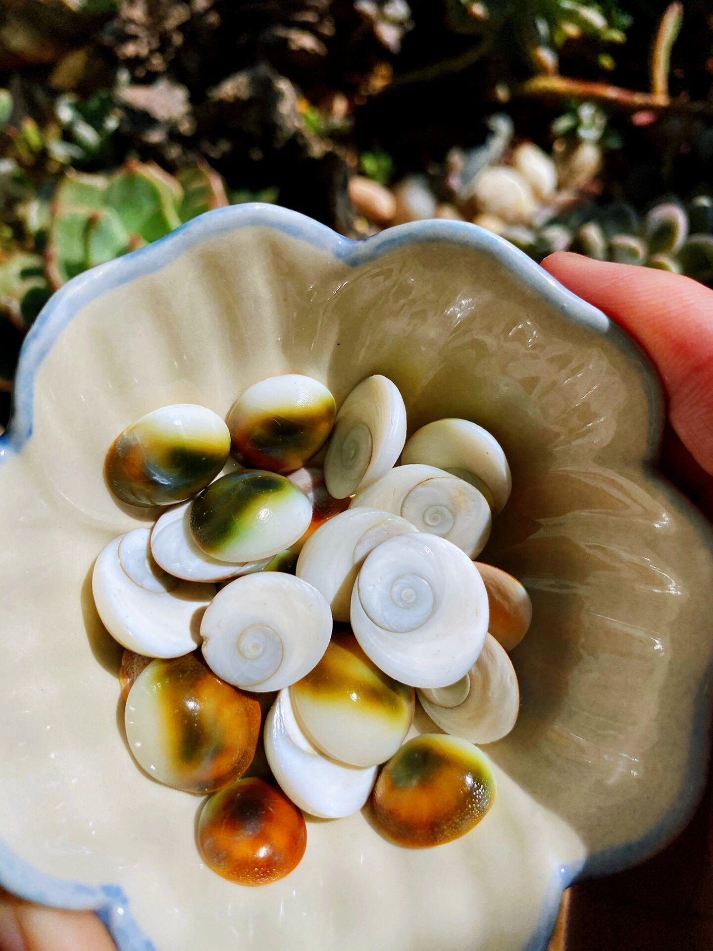 关于很多人不了解的海螺