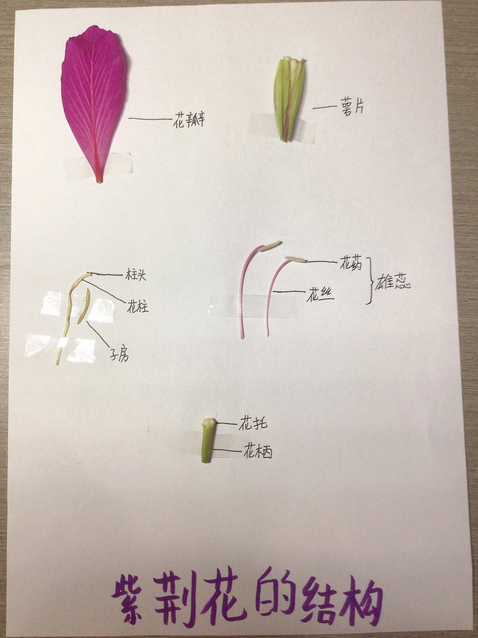 紫荆花的结构丨解剖图