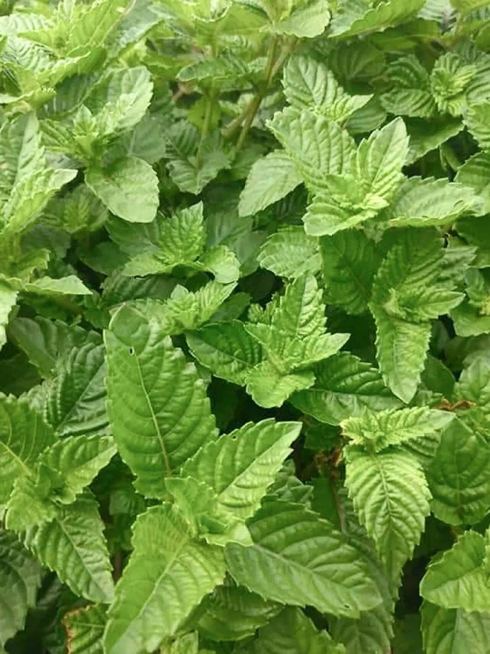 香草植物档案丨仙草:夏天消暑的烧仙草原料 seed可持续生活实验室