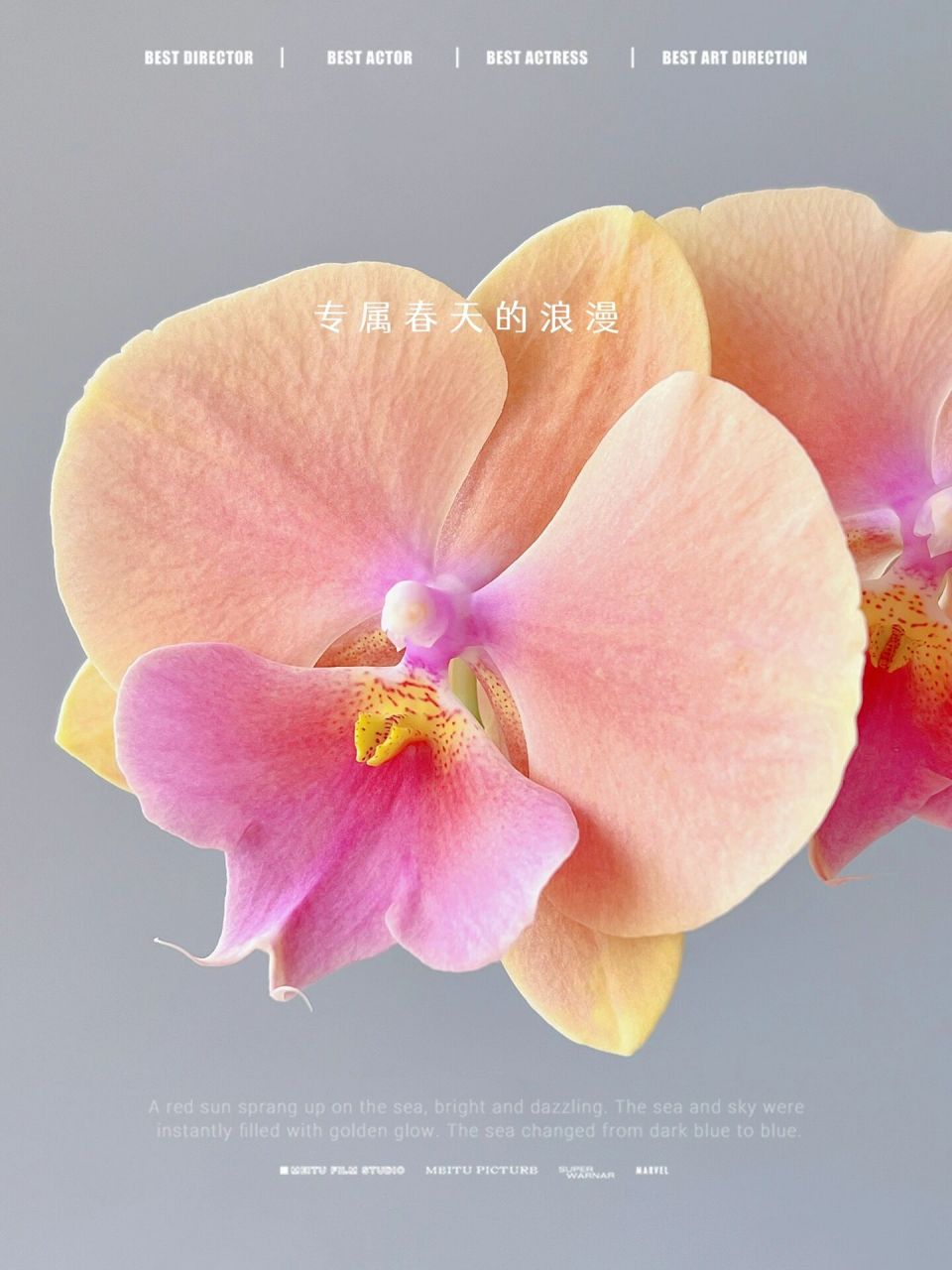 蝴蝶兰-芳美彩虹,是夏天水蜜桃的味道 台湾淘的品种,2.