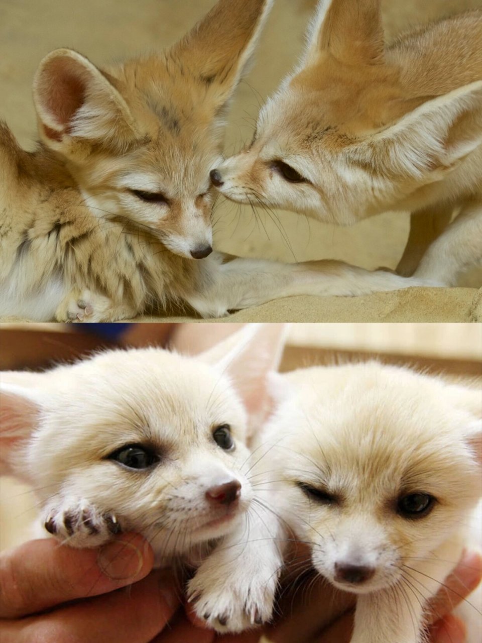 此生必去丨埃及撒哈拉沙漠,究极体验!