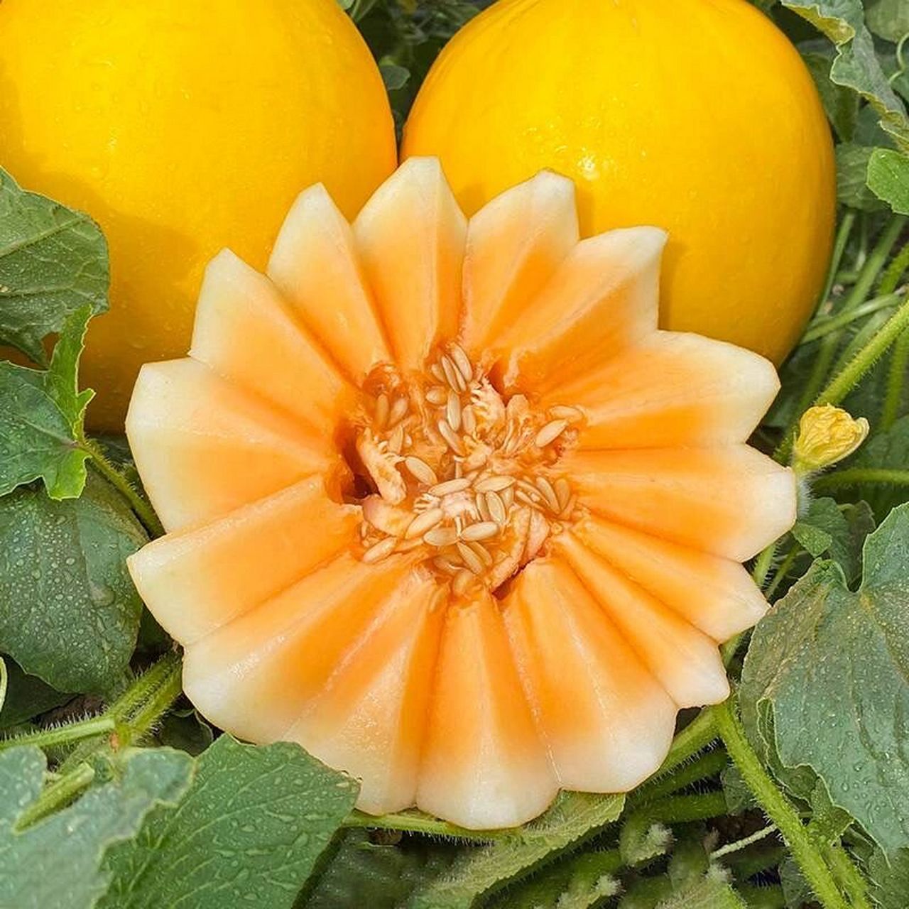 民勤蜜瓜,甘肃省民勤县特产,沙漠里"长"出来的蜜瓜,中国国家地理标志