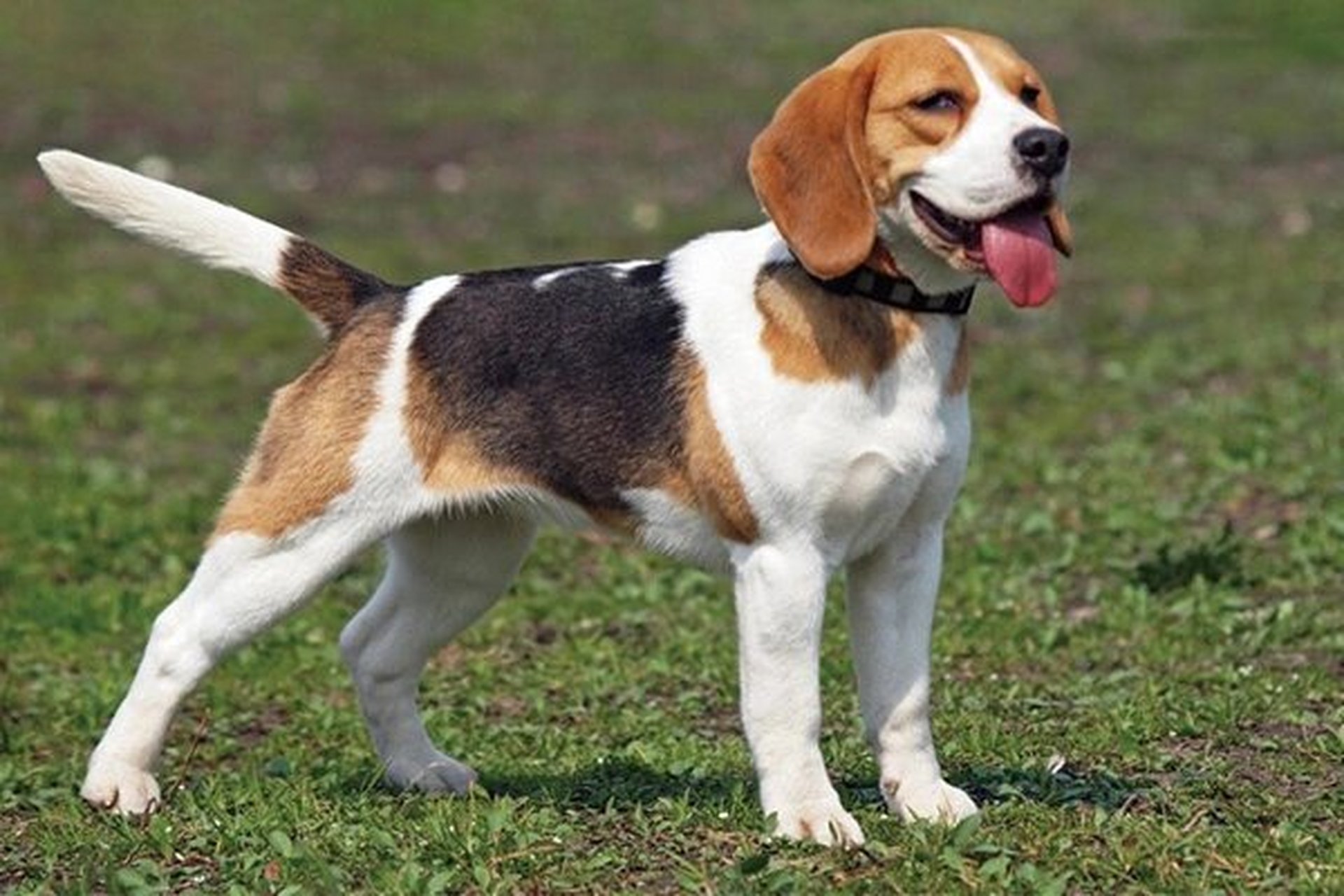 比格犬介绍 比格犬又称为米格鲁猎兔犬,在分类上属于狩猎犬.