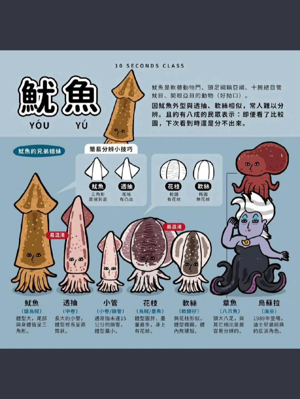 搞笑科普79‖鱿鱼的分类09 搞笑科普79‖鱿鱼的分类09