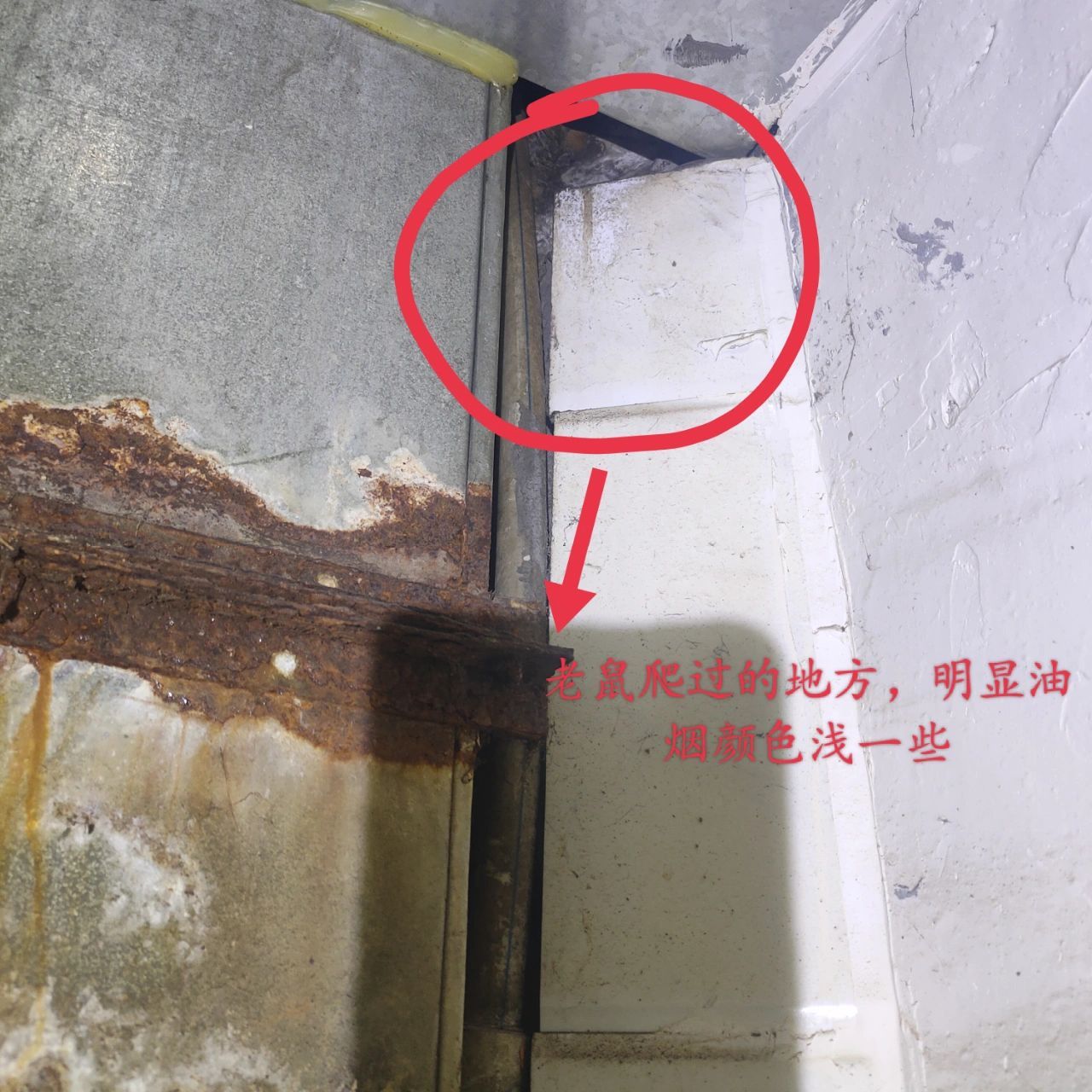 铁哥教你辨别老鼠脚印 学校食堂灭鼠时拍到的老鼠痕迹