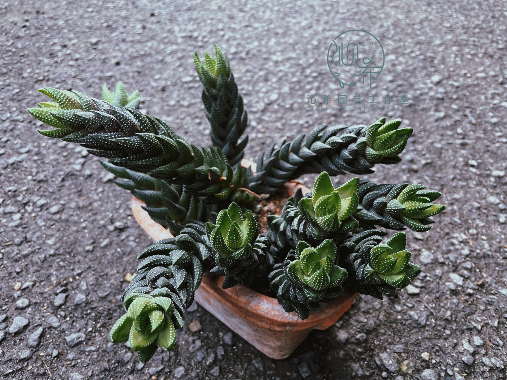 今日推荐植物——九轮塔 很有个性的一款植物 张牙舞抓的样子让我联想