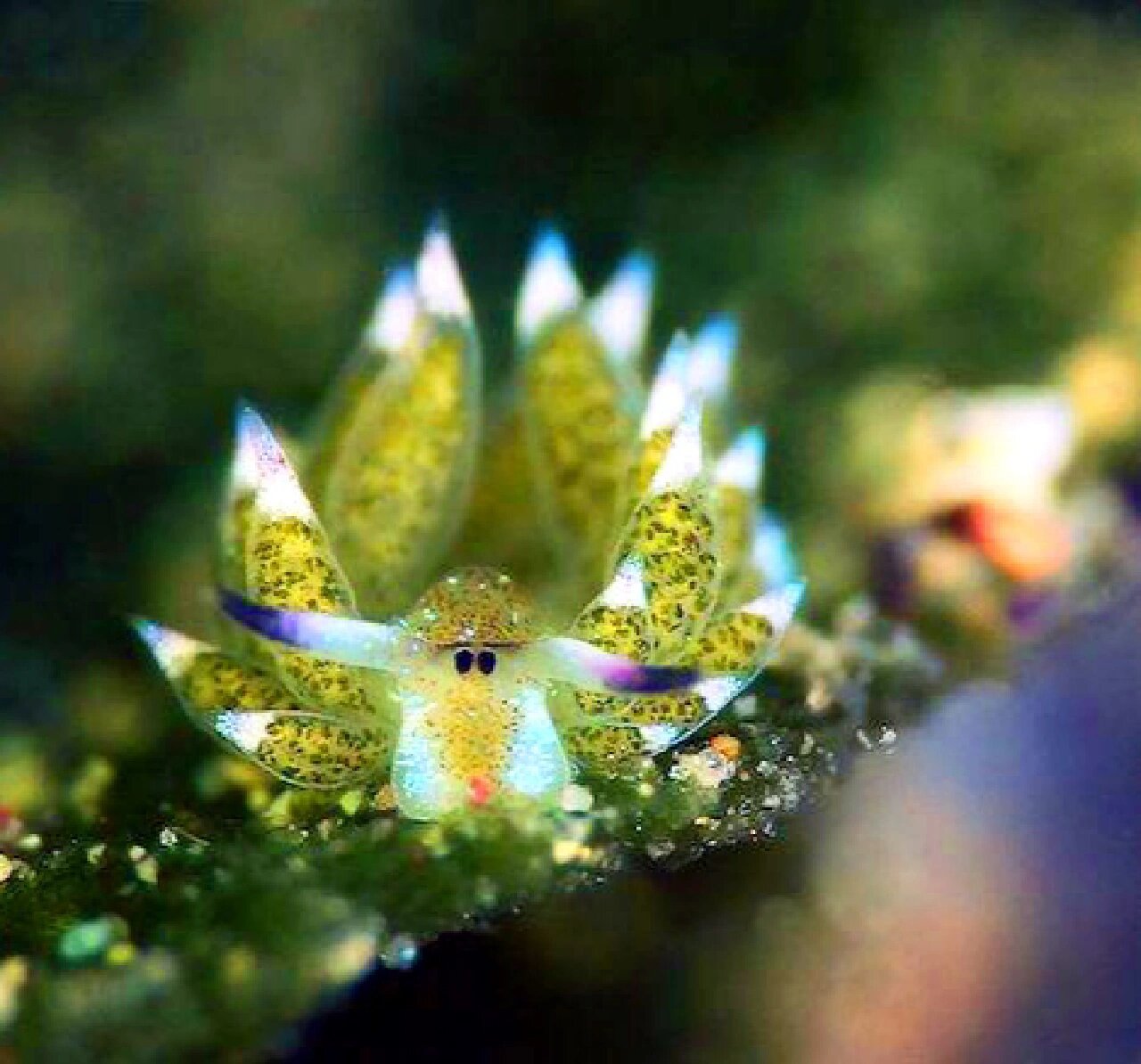 【小绵羊海蛞蝓】深海里的小羊肖恩91 小绵羊海蛞蝓(costasiella