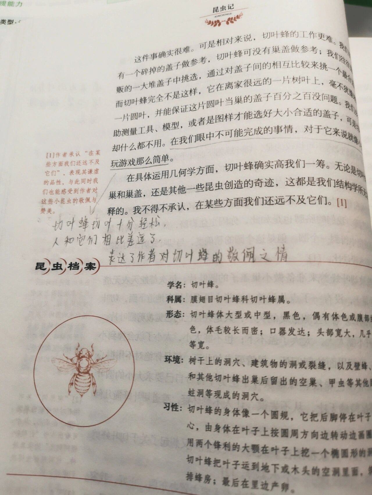 昆虫记——切叶蜂