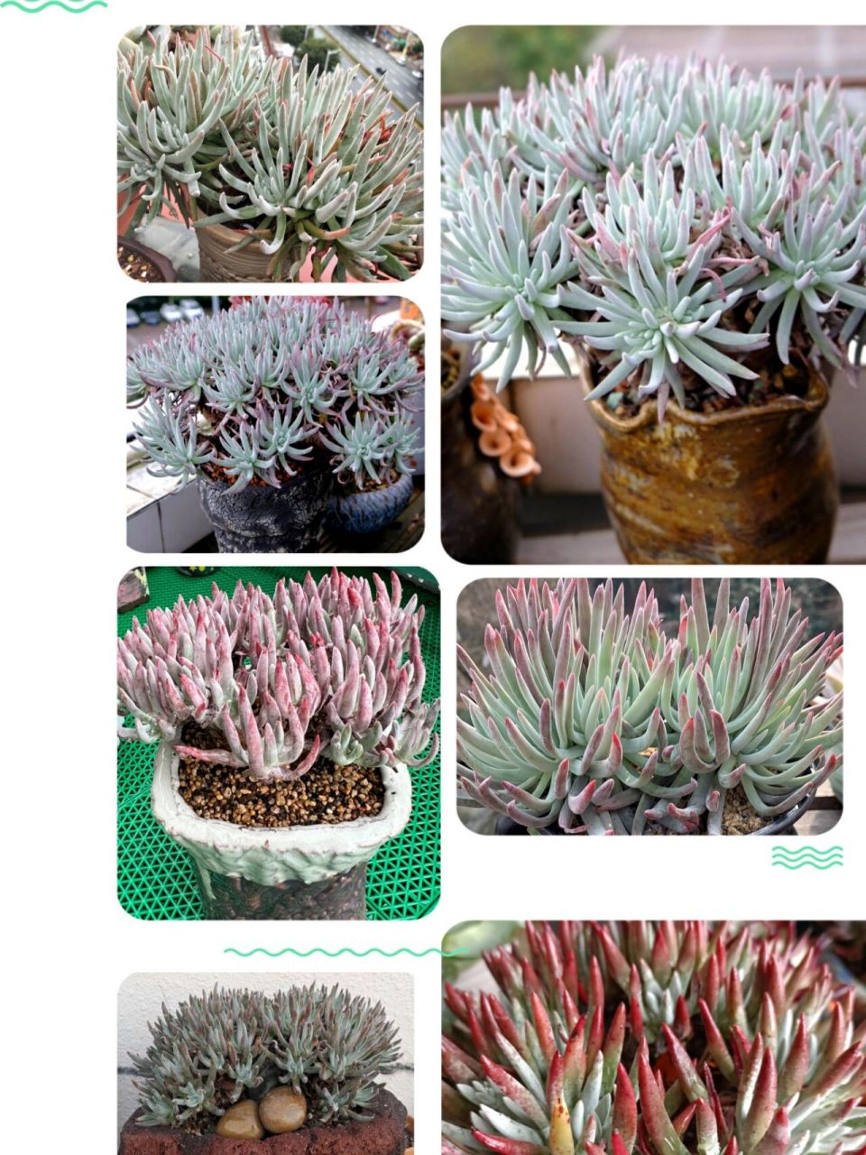 认识多肉第40天——爱杜丽丝 爱杜丽丝,景天科仙女杯属的多肉植物.