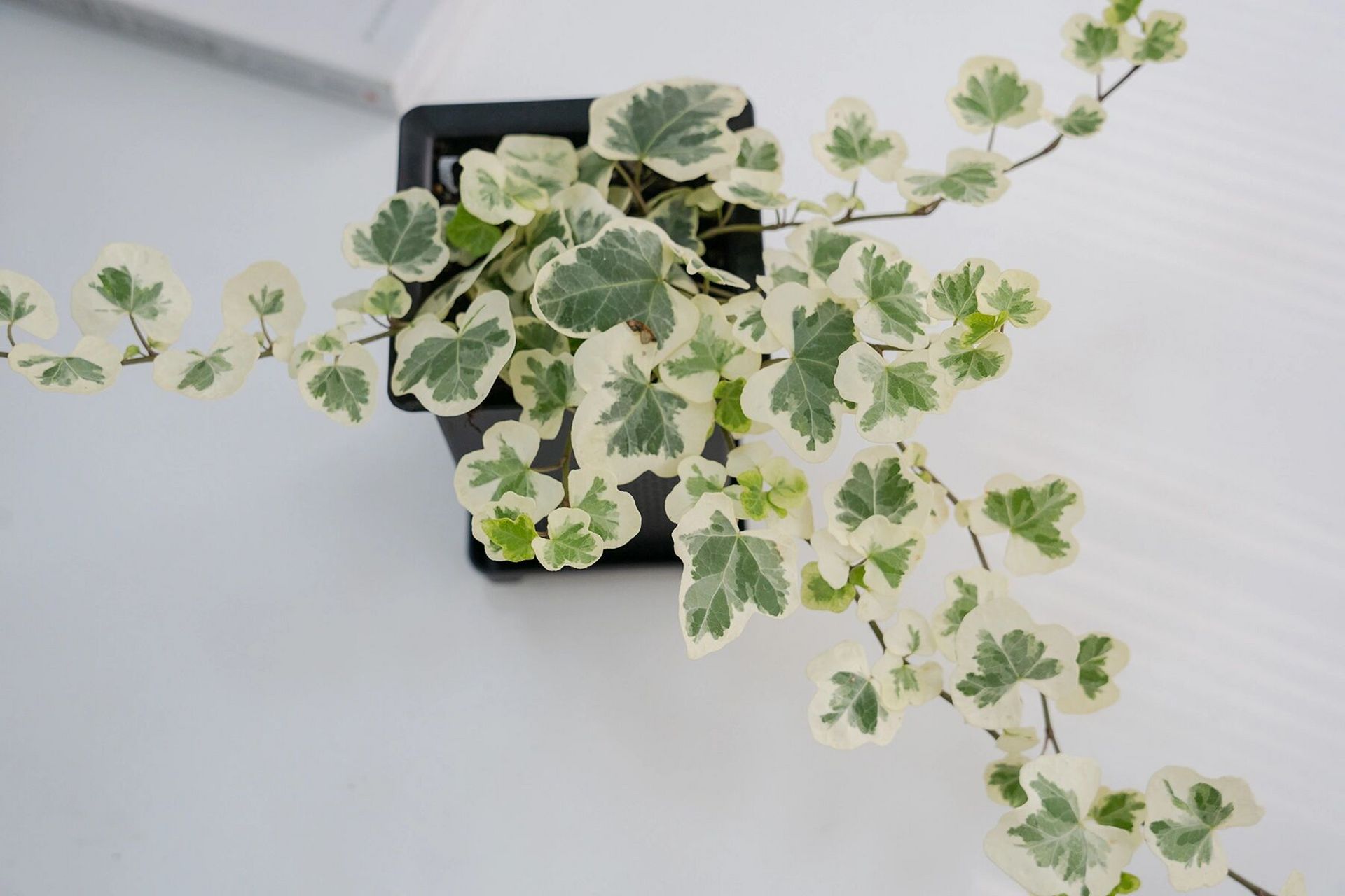 绿植推荐91清新可爱的常春藤雪莹 98常春藤雪莹 - 98五加科