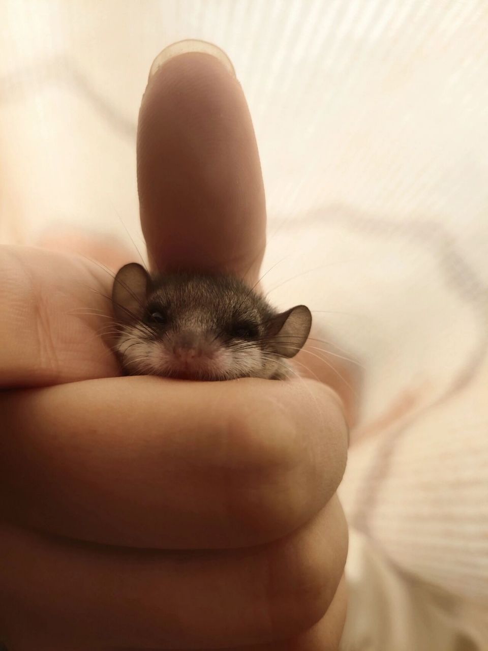 西班牙睡鼠 睡鼠,平均寿命4-5年.