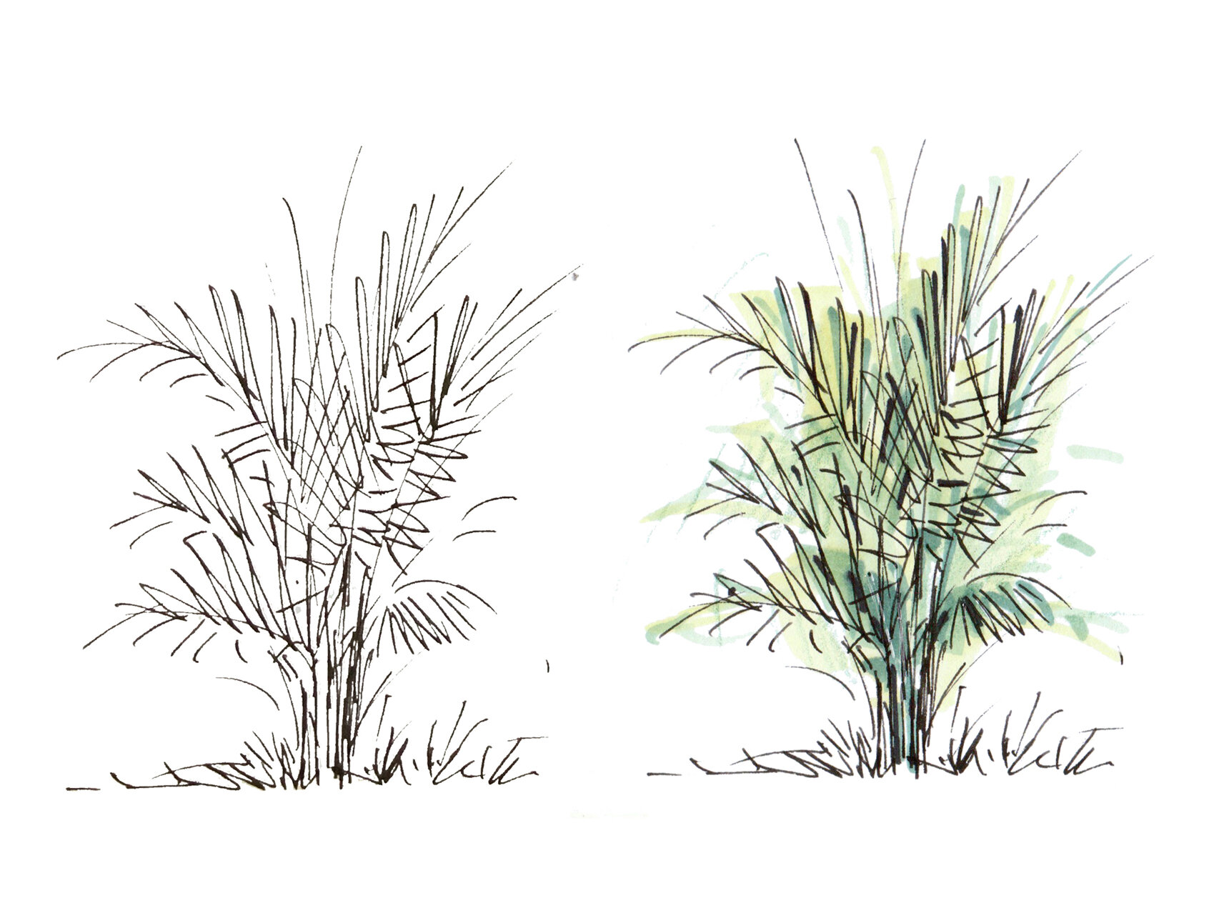 简单易学的手绘室内盆栽