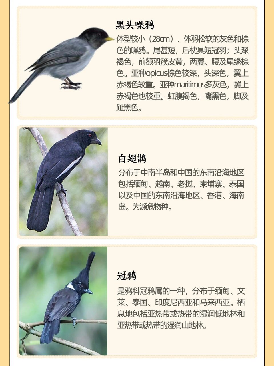 乌鸦只是对鸦科家族的一个俗称,鸦科在鸟类传统分类系统中是鸟纲,雀
