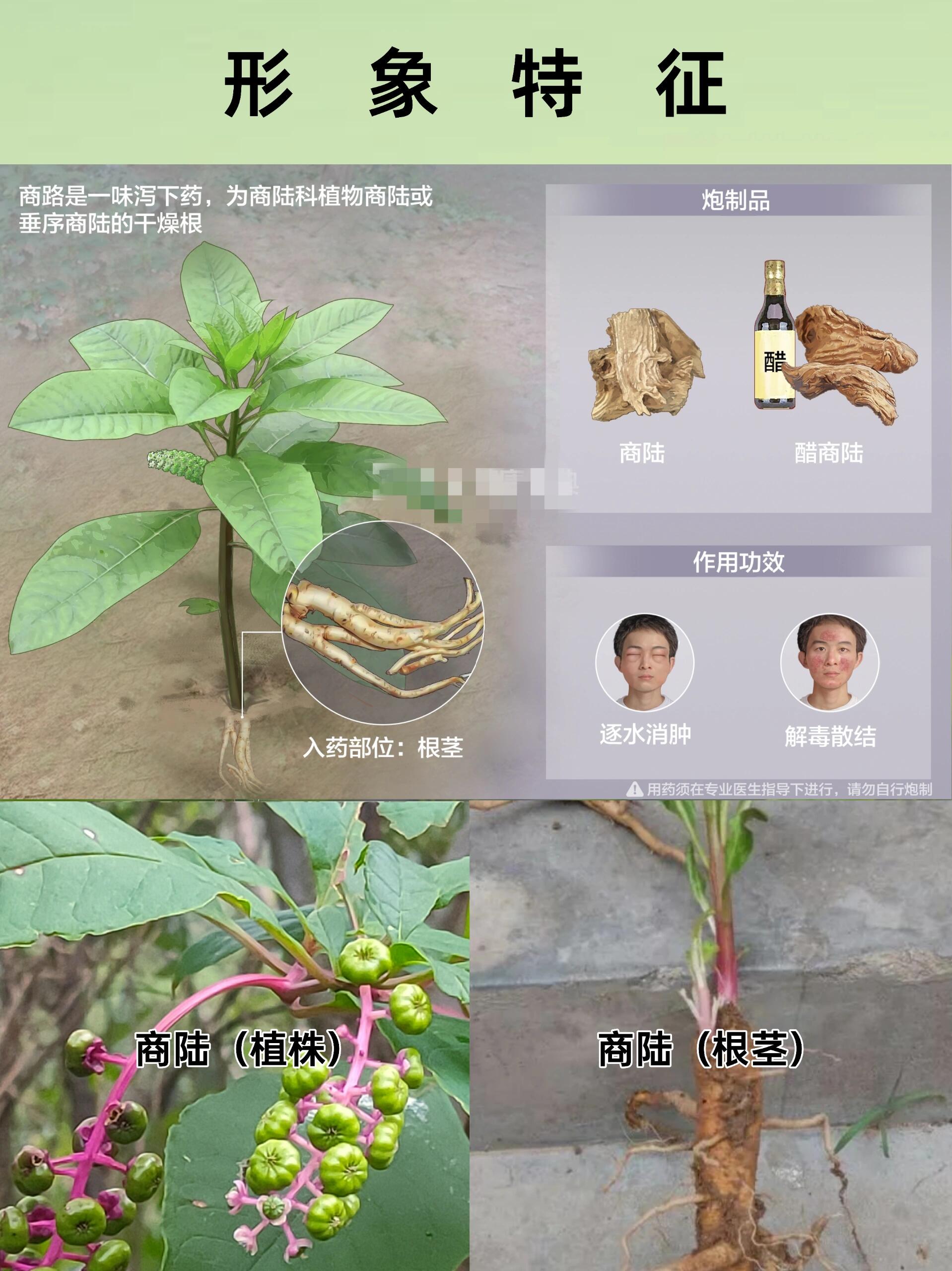 科普中91药 商陆 一味泻下92