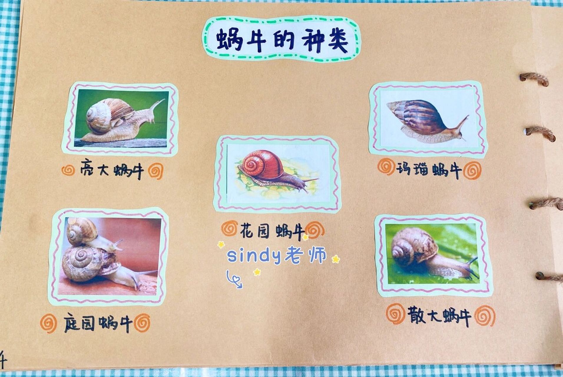 我们用了六周的时间开展了《可爱的蜗牛》主题活动,孩子们学会很多的