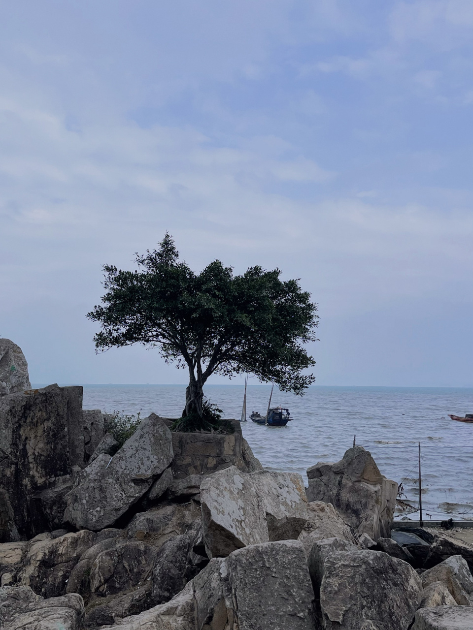 我拍到了福州海边最孤独的树99 好神奇呀 经过福州连江马鼻镇的时候