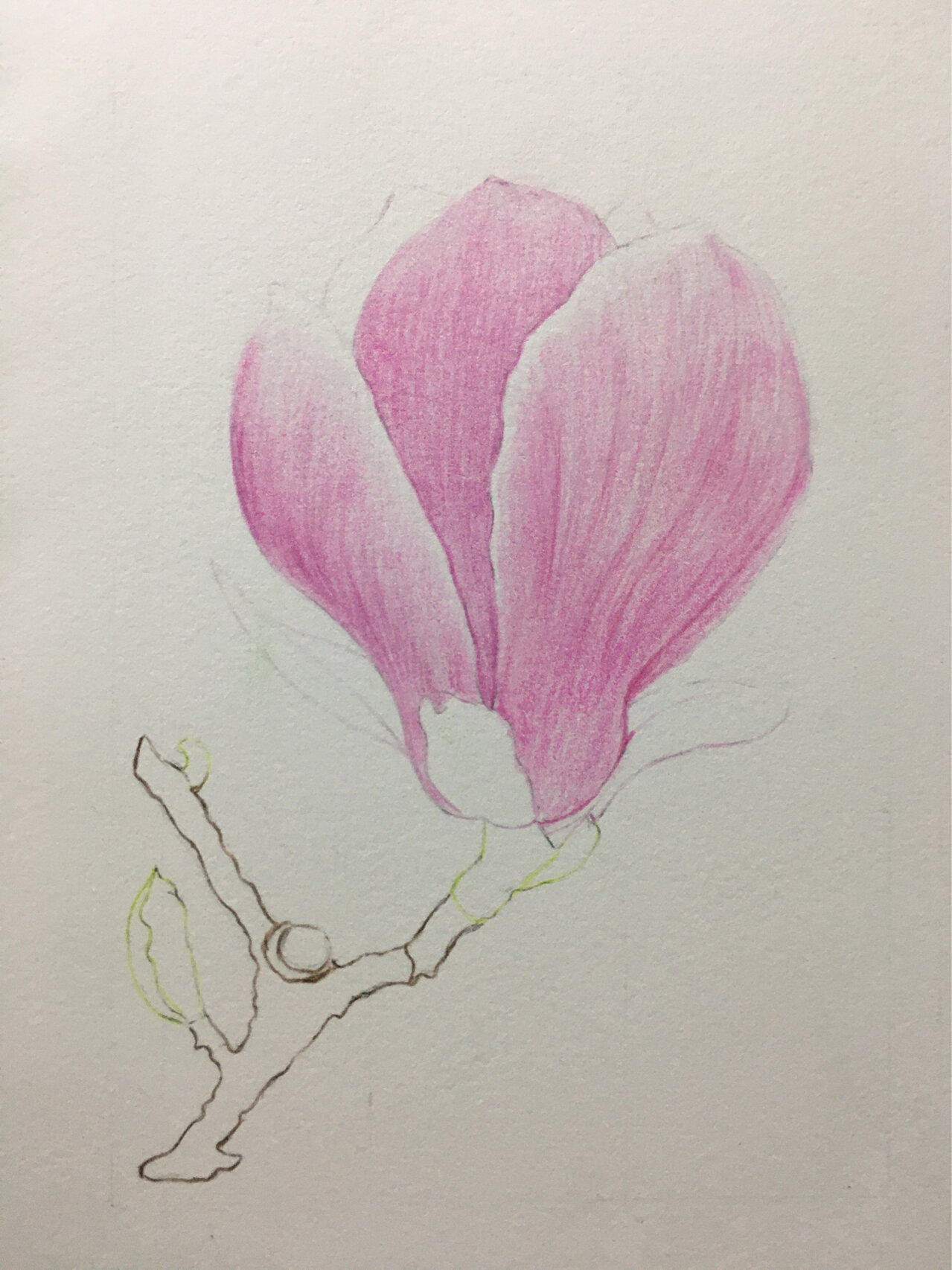 彩铅玉兰花(绘画步骤图)分享