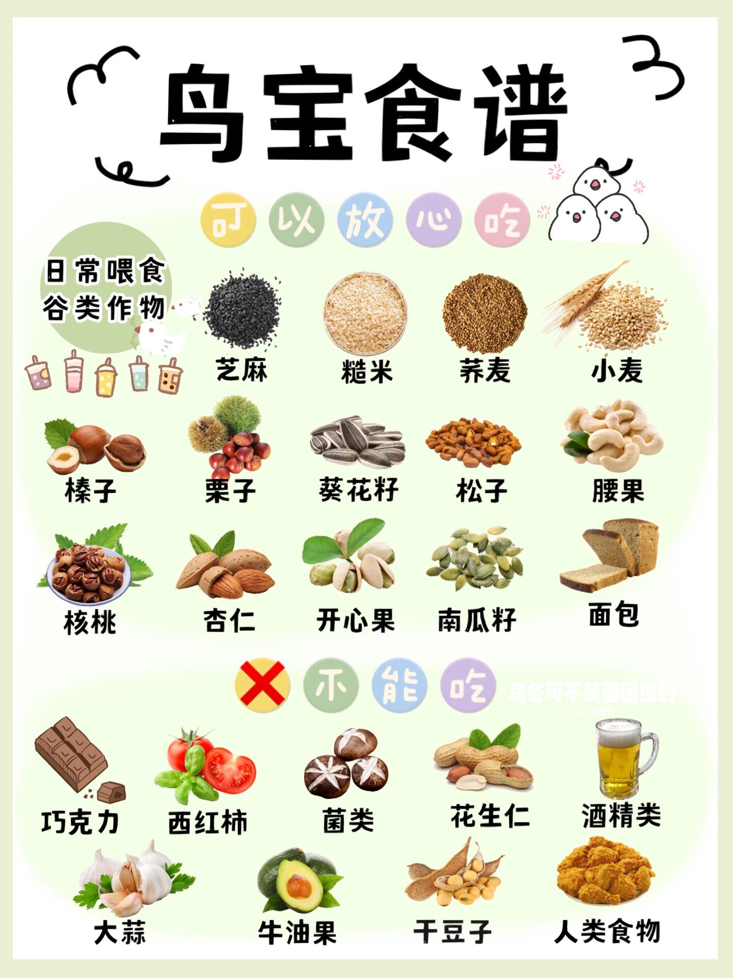 虎皮鹦鹉食谱图图片